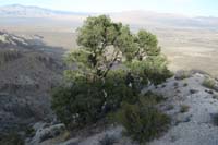 23-the_lonely_pinyon