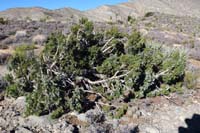 13-interesting_juniper_bush_as_opposed_to_a_juniper_tree