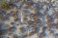 61-fossil_formations_in_the_rock
