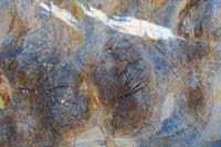 62-fossil_formations_in_the_rock