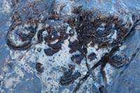 24-fossil_formations_in_the_rock