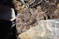 09-Brett_walked_over_resting_Southwestern_Speckled_Rattlesnake_sunning_itself_to_get_warm