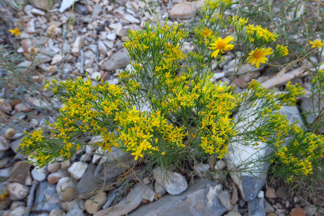 05-Matchweed(gutierrezia_sarothrae),Broom_Snakeweed