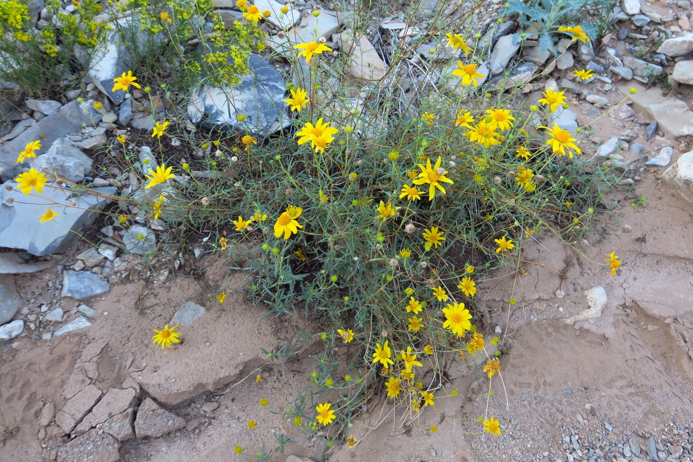 07-Goldeneye,Nevada_Goldeneye(heliomeris_multiflora_var._nevadensis)