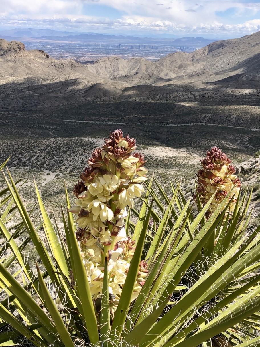 52-Mohave_Yucca_blooming-from_Laszlo