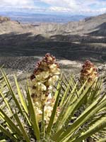 52-Mohave_Yucca_blooming-from_Laszlo