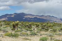 64-amazing_view_of_blooming_yuccas