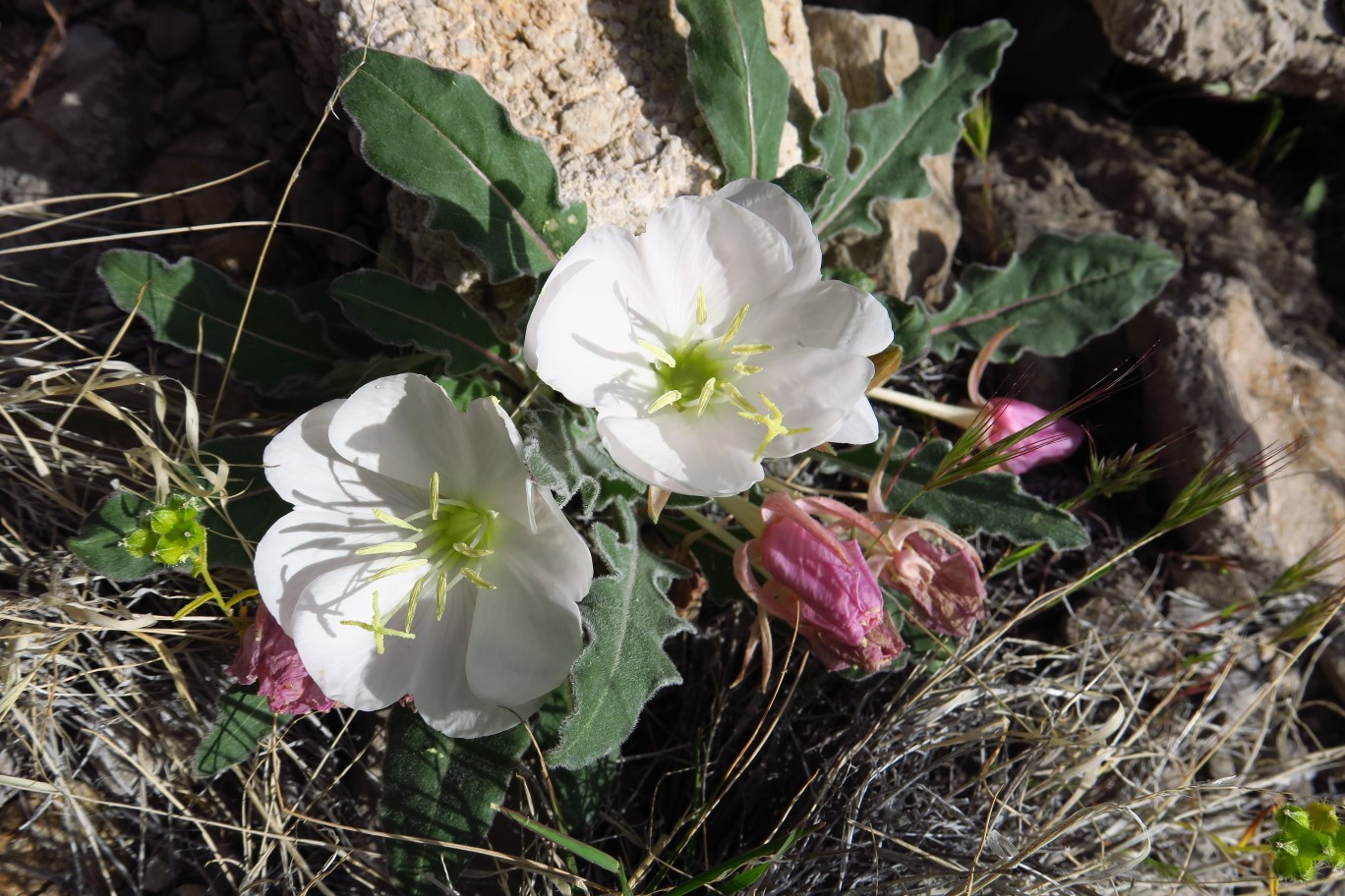 03-California_Evening_Primrose