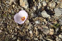 02-Lily-Winding_Mariposa-(Calochortus_flexuosus_S._Watson)