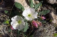 03-California_Evening_Primrose