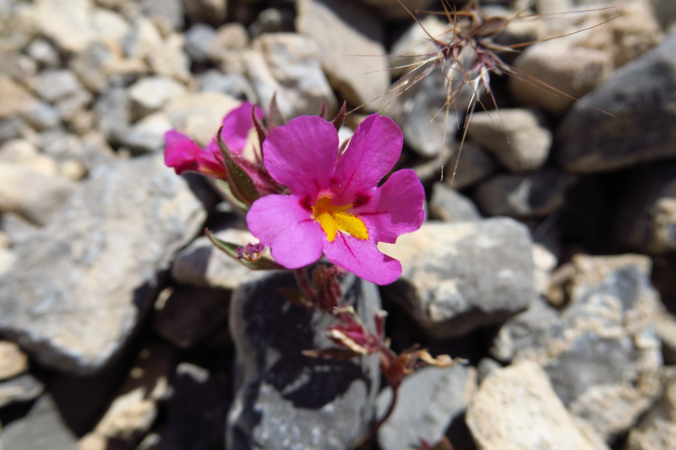 011-Bigelow's_Monkeyflower-flower