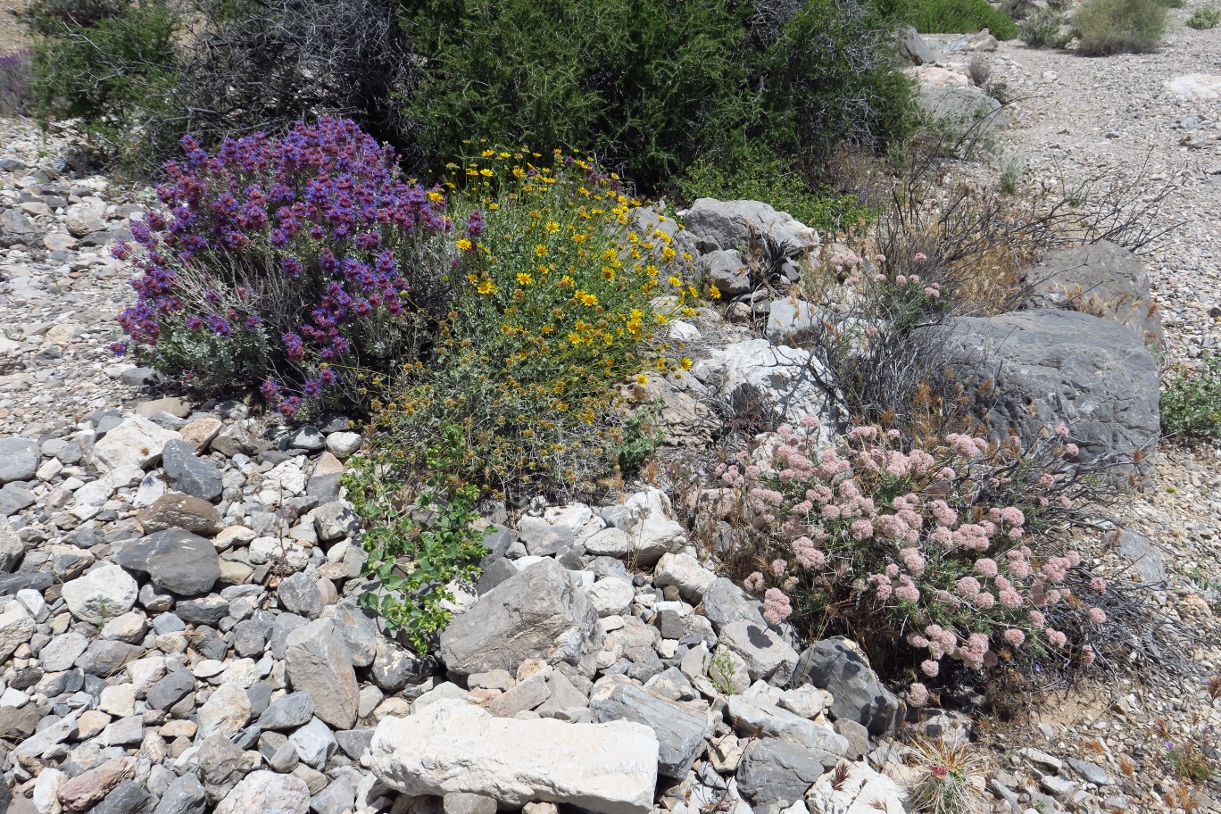 027-Mojave_Sage,Goldeneye,Buckwheat