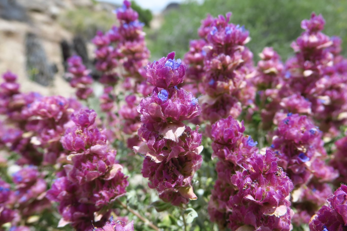 029-Mojave_Sage-flower