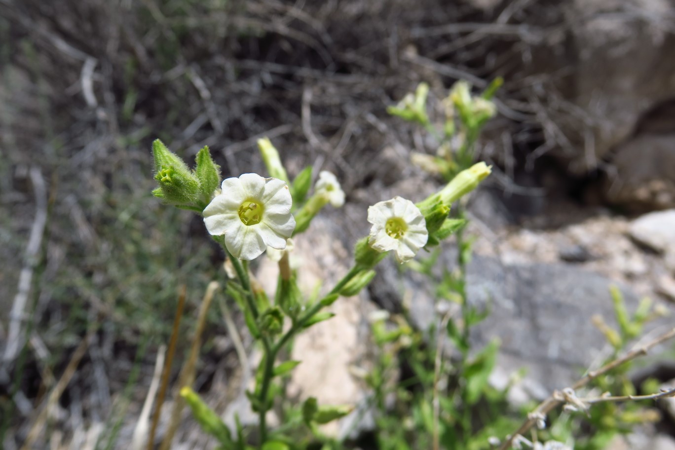046-Desert_Tobacco-flower