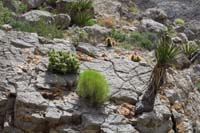 037-interesting_how_the_vegetation_is_growing_atop_a_rock_with_fossils-a_rock_garden