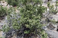 038-Mortonia_in_bloom