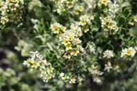 039-Mortonia_flowers