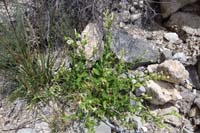 045-Desert_Tobacco(nicotiana_obtusifolia)