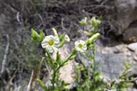 046-Desert_Tobacco-flower