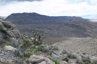 047-odd_to_find_a_Joshua_Tree_up_here_at_5100_feet_since_no_others_spotted_along_the_way