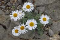 057-Desert_Aster