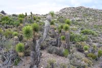 061-Joshua_Trees_near_peak_at_5700_feet