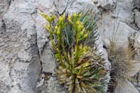 085-agave_with_oddly_short_flower_stalk