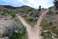 056-trail_junction_for_connector_to_Bob_Gnarly_to_left,going_up_Brokeback_Mountain_to_right,then_back_to_behind