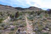 057-scenic_view_along_short_pretty_trail_through_Joshua_Trees_with_distant_mountains_views