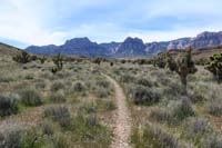 058-scenic_view_along_short_pretty_trail_through_Joshua_Trees_with_distant_mountains_views