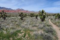 060-scenic_view_along_the_Brokeback_Mountain_trail