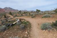 079-trail_forks,this_is_where_I_gave_up-I'll have_to_check_them_out_other_day-Brokeback_continues_L,R_is_unknown