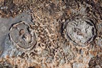 109-corral_fossils_in_limestone_rock