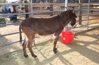 122-Jackass_the_Burro
