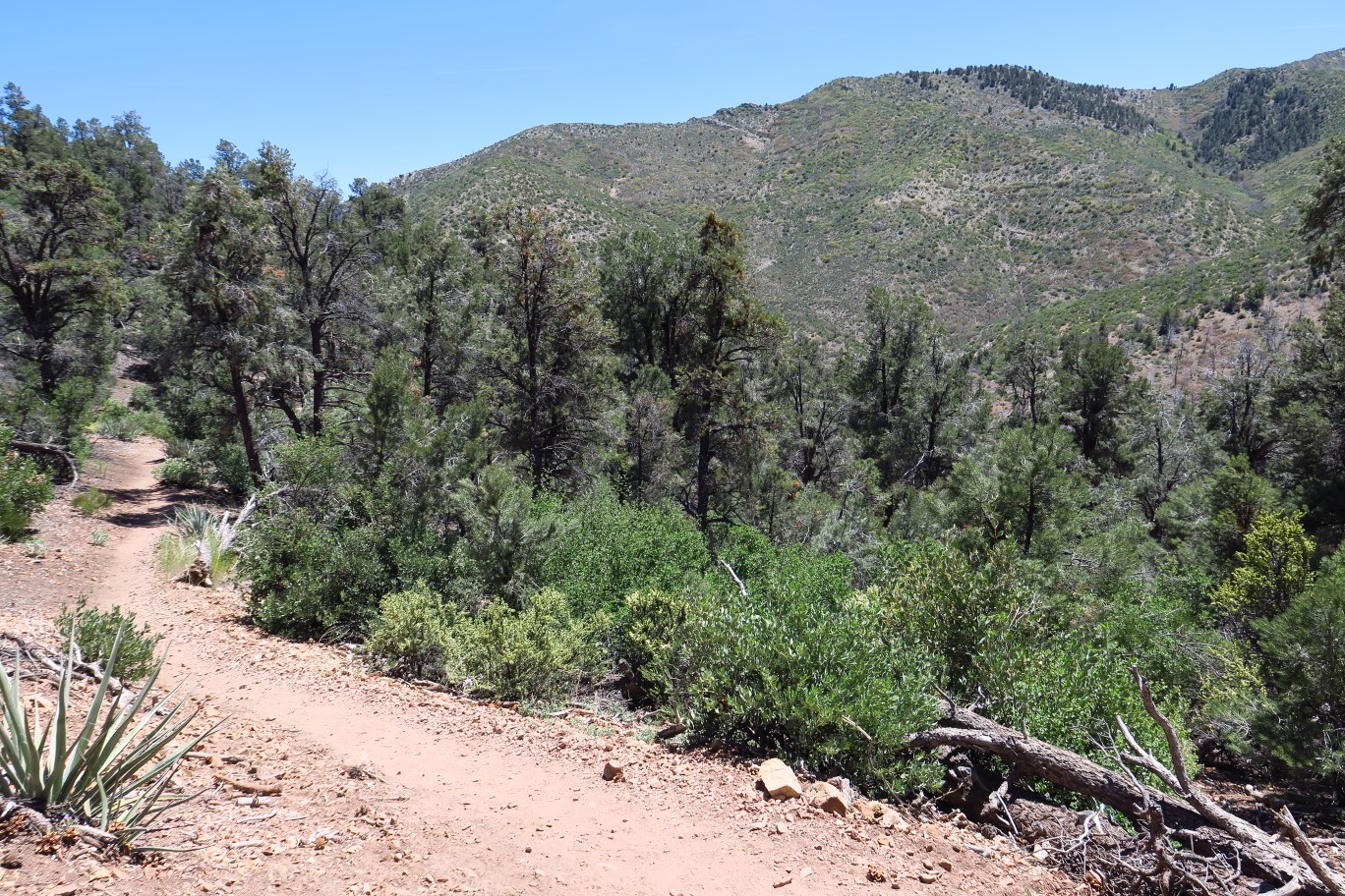 77-scenery_along_the_trail