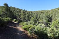 08-nice_pretty_healthy_and_heavily_forested_area_along_trail