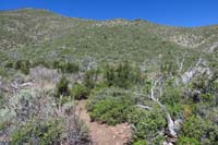 29-trail_takes_you_through_an_old_burn_area_from_the_2013_Carpenter_One_fire