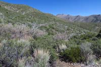 30-trail_takes_you_through_an_old_burn_area_from_the_2013_Carpenter_One_fire