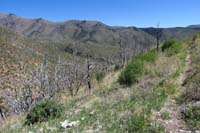 35-trail_takes_you_through_an_old_burn_area_from_the_2013_Carpenter_One_fire