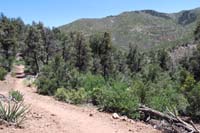 77-scenery_along_the_trail