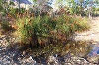 57-passing_by_some_water_in_Pine_Creek_and_pocket_of_wetlands