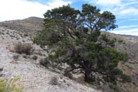 15-looking_back_at_the_lonely_pinyon_and_peak_in_background