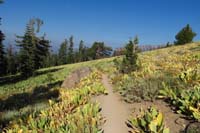 05-looking_back_to_meadow_area-would_be_very_pretty_when_blooming,post_season_for_woolly_mule's_ear