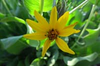 08-woolly_mule's_ear_flower