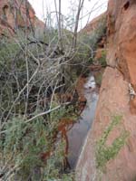 61-although_lots_of_cats_claw_acacia_grabbing_clothes_and_raincoats-also_few_water_obstacles