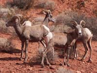 Bighorn_Sheep1