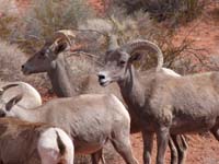 Bighorn_Sheep2