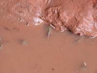 Cabins-crevice_with_water-tadpole_and_fairy_shrimp_swimming_around_last_puddle_of_water_before_evaporating2