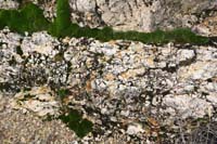 08-healthy_moss