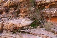 28-very_surprised_to_find_so_much_healthy_moss_in_sandstone